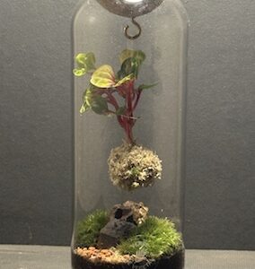 Mini-jardin T-718 Kokedarium Irésine prix 42 €