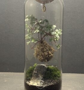 Mini-jardin T-719 Kokedarium Pilea Glauca prix 42 € (Vendu)