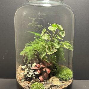Mini-jardin T-721 prix 145 €