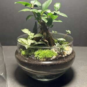 Mini-jardin T-723 prix 45 € (Vendu)