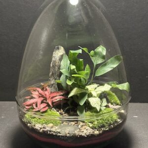 Mini-jardin T-724 prix 50 €