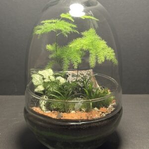 Mini-jardin T-725 prix 40 € (Vendu)