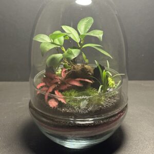 Mini-jardin T-727 prix 45 € (Vendu)