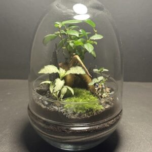 Mini-jardin T-729 prix 45 €