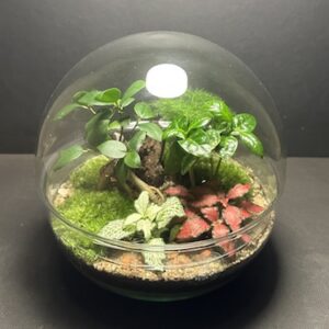 Mini-jardin T-730 prix 70 € (Vendu)