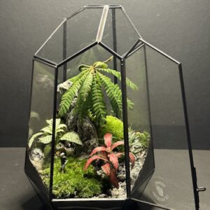 Mini-jardin T-731 serre prix 120 € (Vendu)