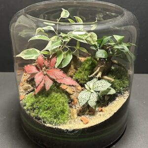 Mini-jardin T-732 prix 70 € (Vendu)
