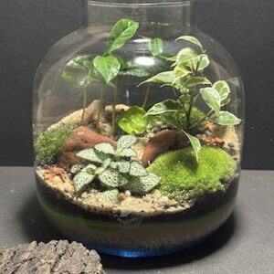 Mini-jardin T-733 prix 70 € (Vendu)
