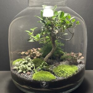 Mini-jardin T-734 prix 260 € (Vendu)