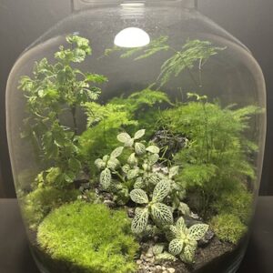 Mini-jardin T-736 prix 230 €