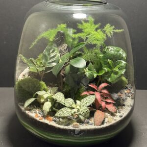 Mini-jardin T-738 prix 90 € (Vendu)