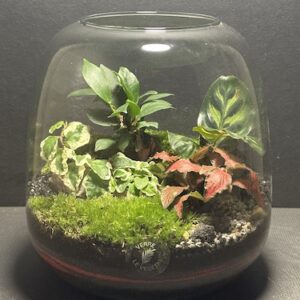 Mini-jardin T-739 prix 60 € (Vendu)