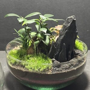 Mini-jardin Oeuf T-744 prix 60 € (Vendu)