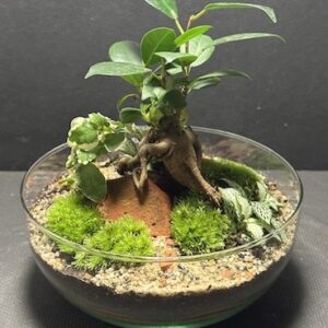 Mini-jardin Oeuf T-745 prix 60 € (Vendu)