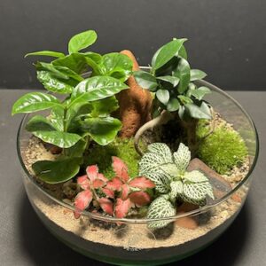 Mini-jardin T-746 prix 70 € (Vendu)