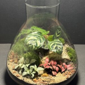 Mini-jardin T-747 prix 70 € (Vendu)