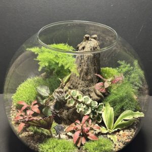 Mini-jardin T-748 prix 155 €