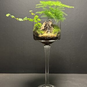 Mini-jardin T-749 prix 35 €