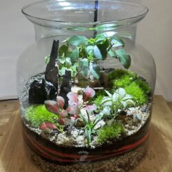 Mini-jardin T-750 prix 55 €