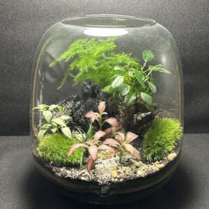 Mini-jardin T-751 prix 55 €