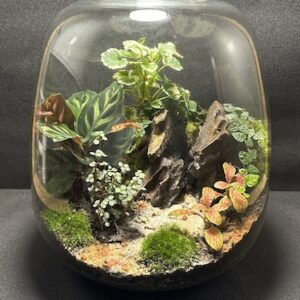 Mini-jardin T-752 prix 80 € (Vendu)