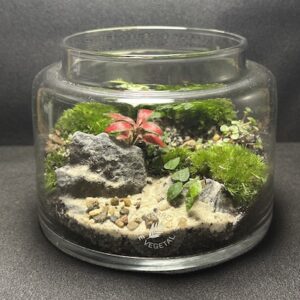 Mini-jardin T-754 prix 39 €