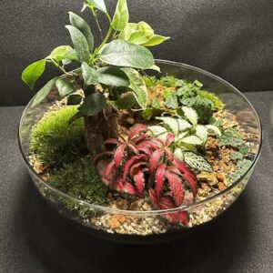 Mini-jardin T-756 prix 70 €