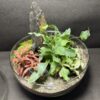 Mini-jardin T-763 prix 70 € - Thumbnail Image 2