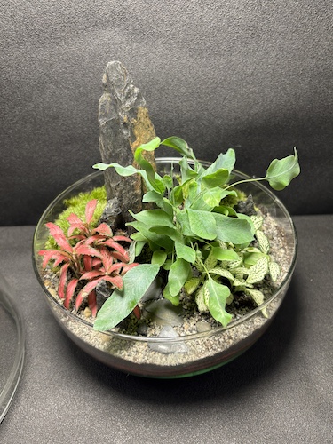 Mini-jardin T-763 prix 70 € – Image 2