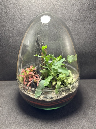 Mini-jardin T-763 prix 70 € – Image 1