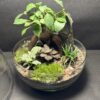 Mini-jardin T-764 prix 80 € - Thumbnail Image 2