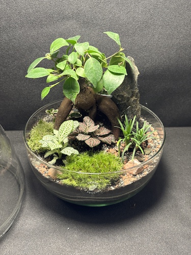 Mini-jardin T-764 prix 80 € – Image 2