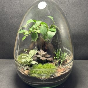 Mini-jardin T-764 prix 80 €
