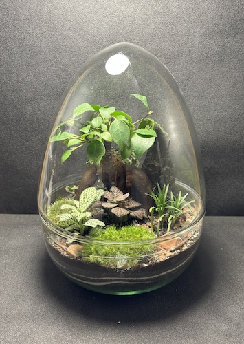 Mini-jardin T-764 prix 80 € – Image 1