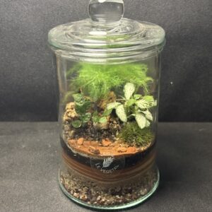 Mini-jardin Bonbonnière T-760 prix 32 €