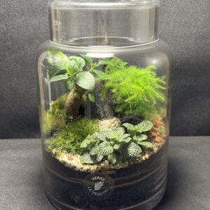 Mini-jardin T-762 prix 55 €