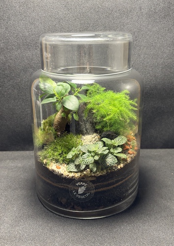 Mini-jardin T-762 prix 55 € – Image 1