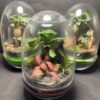 Mini-jardins Oeuf prix 45 € - Thumbnail Image 1