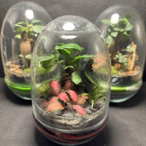 Mini-jardins Oeuf prix 45 €