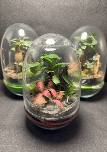 Mini-jardins Oeuf prix 45 € – Image 1