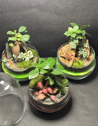Mini-jardins Oeuf prix 45 € – Image 2