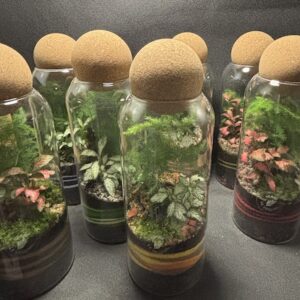 Mini-jardins boule liège 35 €
