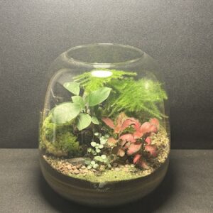 Mini-jardin T-765 prix 60 €