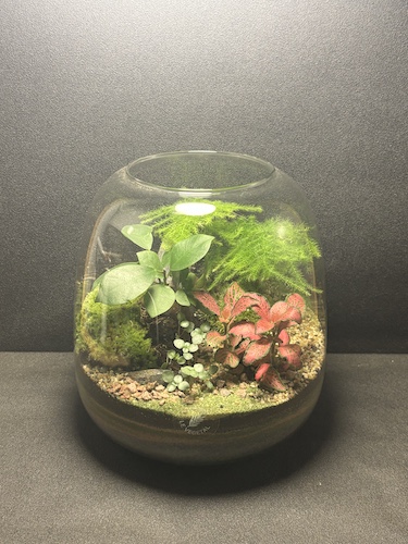 Mini-jardin T-765 prix 60 € – Image 1
