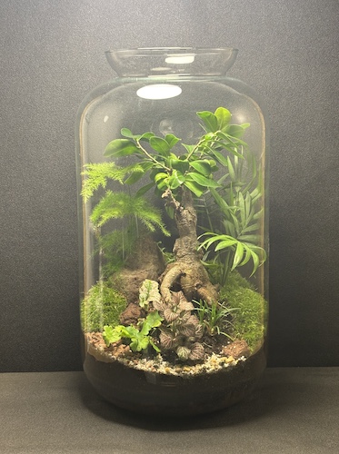 Mini-jardin T-766 prix 149 € – Image 1